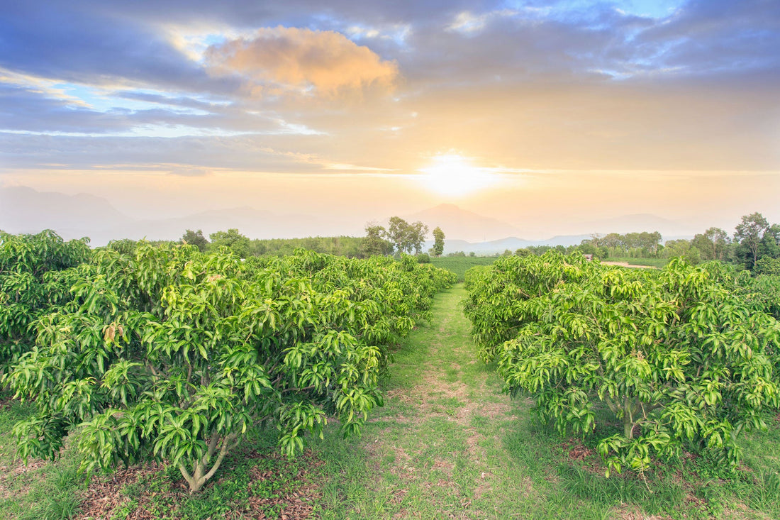 The Essence of Sunshine: Australian Mango