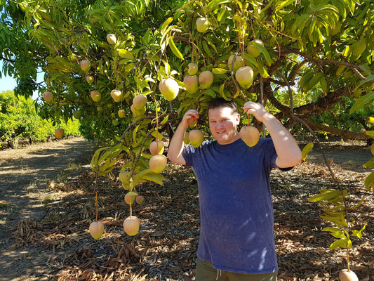 Best Mangoes in Australia: Where to Find the Sweetest, Juiciest Fruit